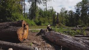 Best Utility Line Clearance  in Oneonta, NY