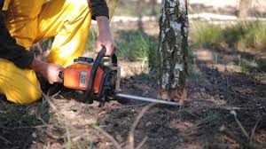 Best Mulching Services  in Oneonta, NY