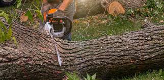 How Our Tree Care Process Works  in  Oneonta, NY