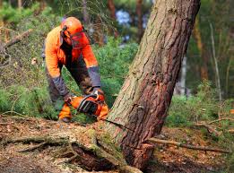 Best Leaf Removal  in Oneonta, NY