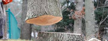  Oneonta, NY Tree Care Pros