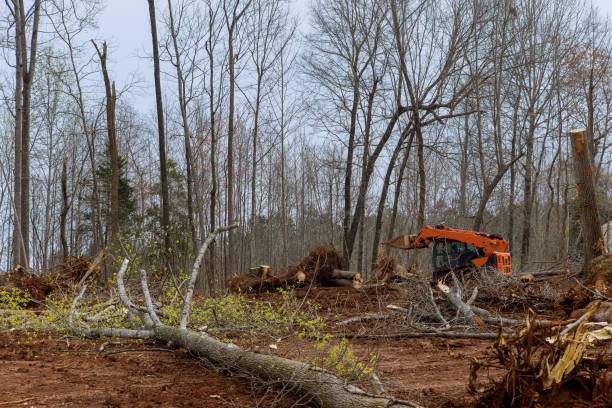 Mulching Services in Oneonta, NY