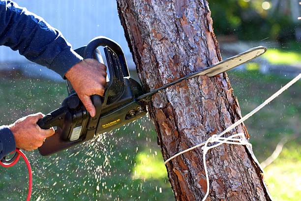 Best Tree Removal  in Oneonta, NY