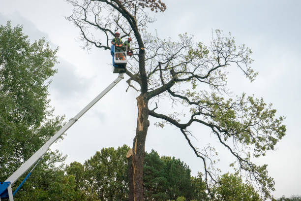 Reliable Oneonta, NY Tree Care Solutions