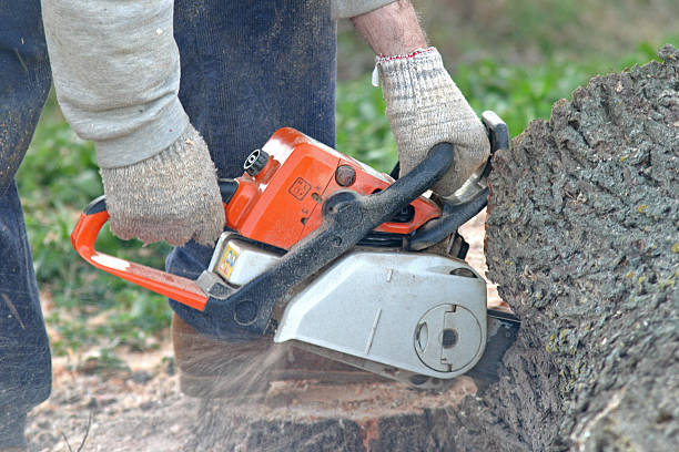 Best Fruit Tree Pruning  in Oneonta, NY