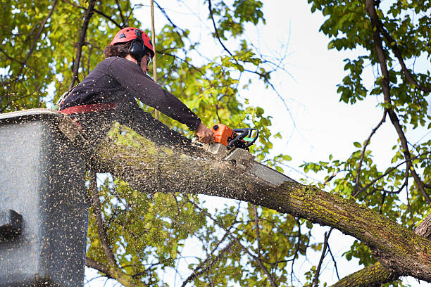 Best Lawn Watering Services  in Oneonta, NY